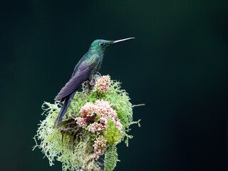 Obraz premium Empress Brilliant Hummingbird Perched on Mossy Flowery Branch