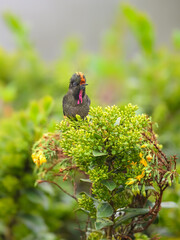 Obraz premium Male Rainbow-bearded Thornbill Hummingbird Perched on Flowering Shrub