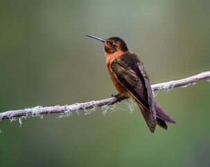 Obraz premium Shining Sunbeam Hummingbird Perched on a Lichen Covered Branch