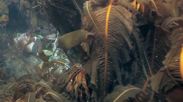 Dive into an ethereal underwater realm among swaying kelp. Golden sunlight filters through, illuminating tiny fish flitting about in Pacific Grove, California.
