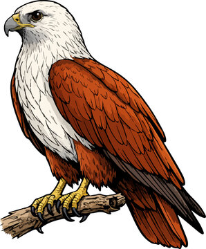 Haliastur indus illustration art