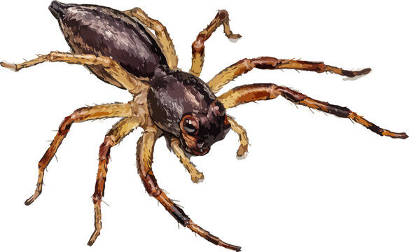 Tmarus piger illustration art