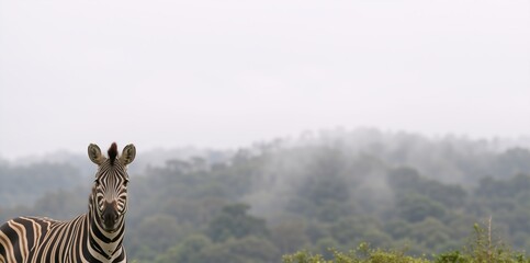 Fototapeta premium Zebra looking at camera with misty forest background. African wildlife portrait in foggy landscape. Copy space for text