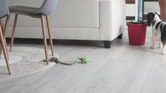 Cleaning the apartment, Dog playing with a mop when a woman washes the floors of the house, close-up