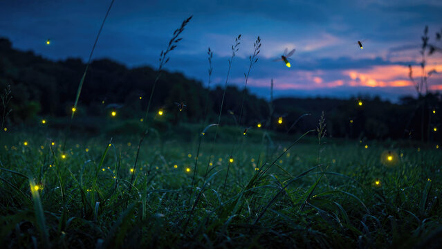 Glowing fireflies drifting above a dewy meadow at twilight beneath a colorful sunset sky