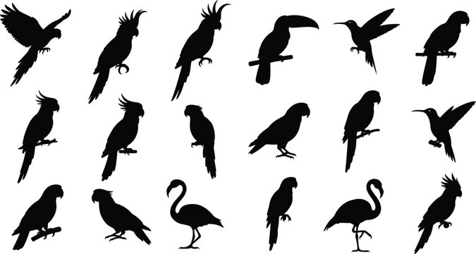 Tropical bird silhouette icon set with parrots toucan hummingbird and flamingo vector collection