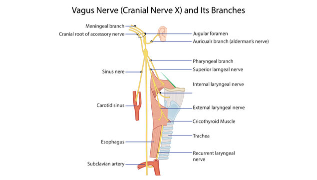 Vagus Nerve (Cranial Nerve X) and Its Branches, the vagus nerve (cranial nerve X), its major branches, and its distribution to the head, neck, thorax, and abdomen.