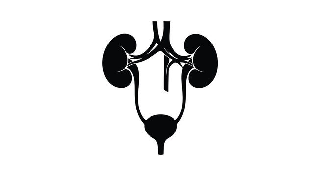 Human urinary system anatomy black silhouette biological