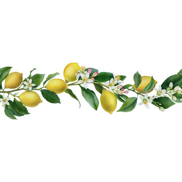 Watercolor lemon branch with flowers and leaves border illustration