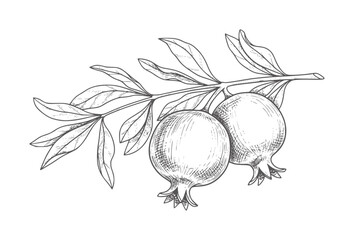 Fototapeta premium Hand drawn of two pomegranates a branch with leaves fruit vintage