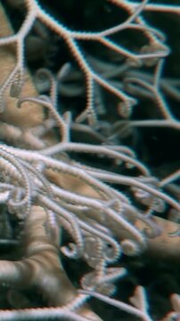 Witness the mesmerizing Gorgonocephalus eucnemis, also known as the Gorgon's head, gracefully expanding its many arms. Captured in its natural deep ocean habitat, a captivating dance in the darkness.