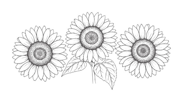 Three black and white line sunflowers with stippled centers and leaves botanical