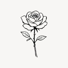 Fototapeta premium Elegant rose sketch with simplicity.