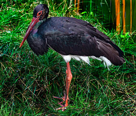 Obraz premium Black stork on the lawn. Latin name - Ciconia nigra