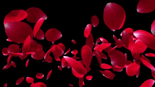 Rose petals flying in slow motion, Luma Matte
