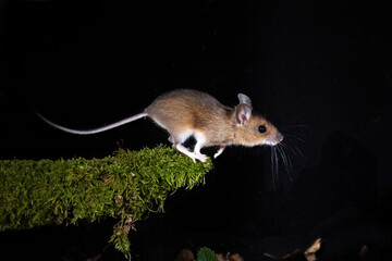 Waldmaus (Apodemus sylvaticus) © Rolf Müller