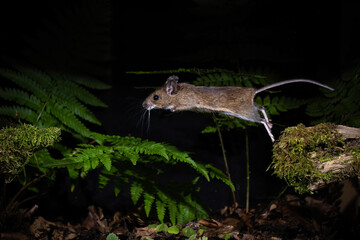 Waldmaus (Apodemus sylvaticus) © Rolf Müller