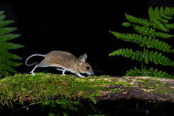 Waldmaus (Apodemus sylvaticus) © Rolf Müller