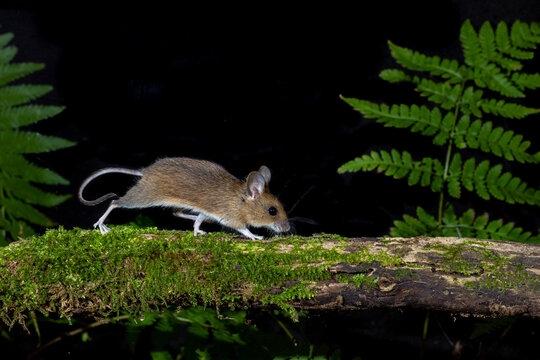 Waldmaus (Apodemus sylvaticus)