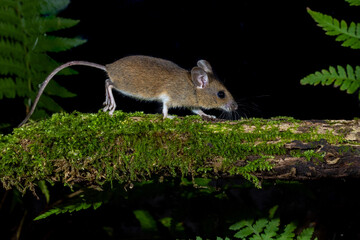 Waldmaus (Apodemus sylvaticus) © Rolf Müller