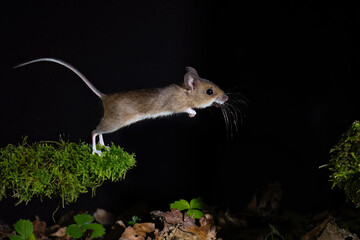 Waldmaus (Apodemus sylvaticus) © Rolf Müller