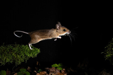 Waldmaus (Apodemus sylvaticus) © Rolf Müller