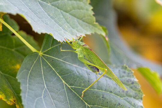 Gemeine Sichelschrecke (Phaneroptera falcata)