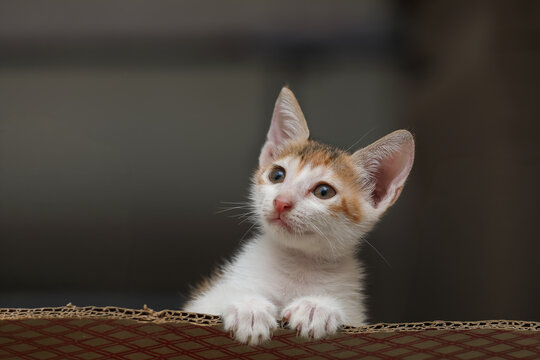 Cute kitten posing to camera 
