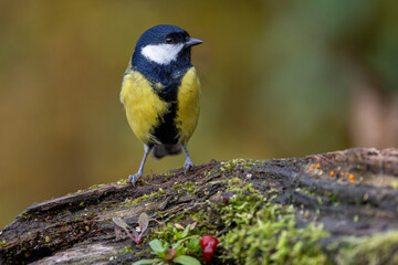 Kohlmeise (parus major) © Rolf Müller