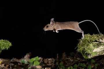 Waldmaus (Apodemus sylvaticus) © Rolf Müller