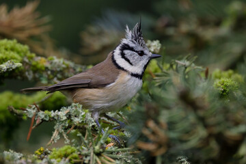 Haubenmeise (Lophophanes cristatus) © Rolf Müller