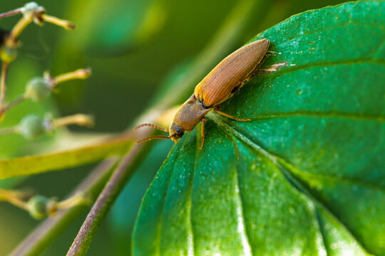 Macro close-up of Agriotes click beetle resting on a green leaf in natural daylight showing detailed texture, shallow depth of field, and negative space composition