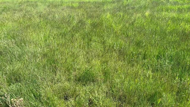 Green grass moving in summer wind, 4K nature background