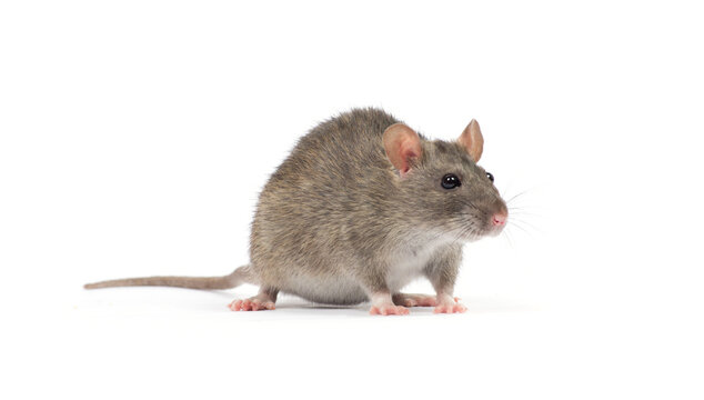  rat isolated on white background