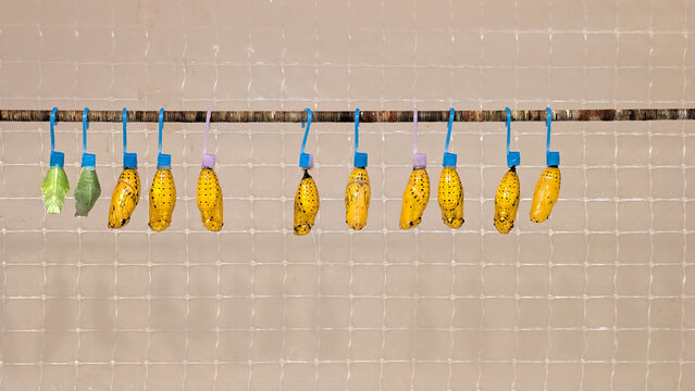 Colorful butterfly pupae arranged in breeding station before emergence, illustrating tropical butterfly development, metamorphosis and insect conservation efforts
