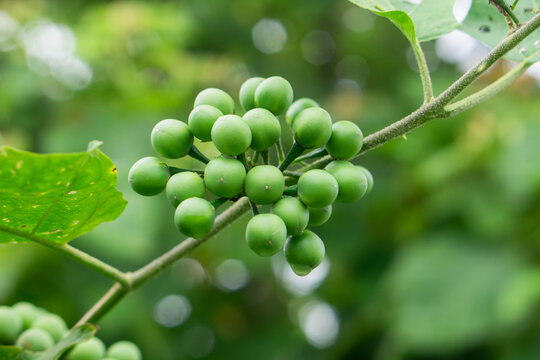 Fresh turkey berry bunch growing on the branch in the garden.
