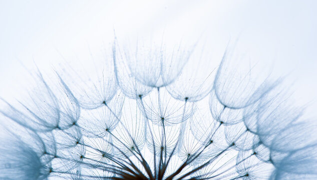 Close-up photo of Seeds of damn beard flower, Tragopogon dubius or salsify covered by dew drops. Abstract natural background. Macro Giant Dandelion Seed with Dew Drops on Black Background