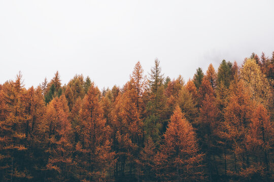 Autumn mountain forest with colorful coniferous treetops.