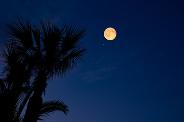 Fototapeta premium Full Moon on a twilight sky with tree silhouettes.