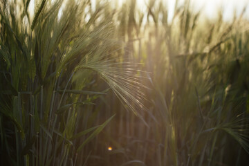 Obraz premium Close up of young green wheat on the field