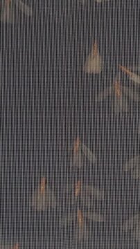 Vertical video. Macro View of Flying Termites Trapped on Mosquito Mesh Screen at Night, Tropical Insect Swarm and Seasonal Infestation Background