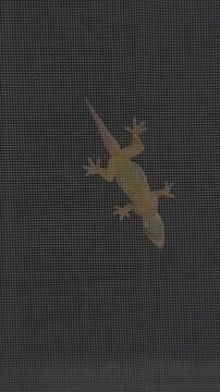 Vertical video. Close Up Gecko Hunting Flying Termites on Mosquito Screen Window at Night, Tropical Predator and Insect Infestation Near Home