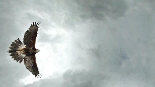 Hawk Soaring Through a Cloudy Sky with Wings Spread Wide