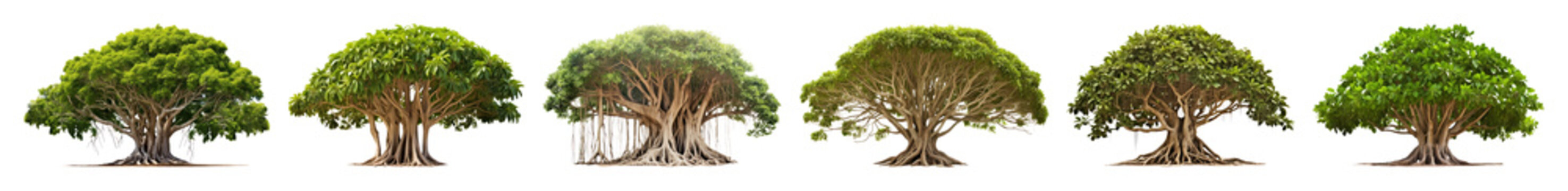 PNG Lush banyan trees in sequence on transparent background