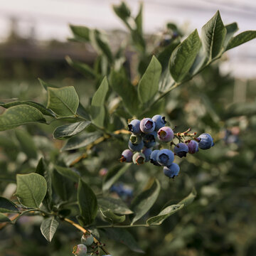 Fresh blueberries ready for seasonal picking on a farm.
