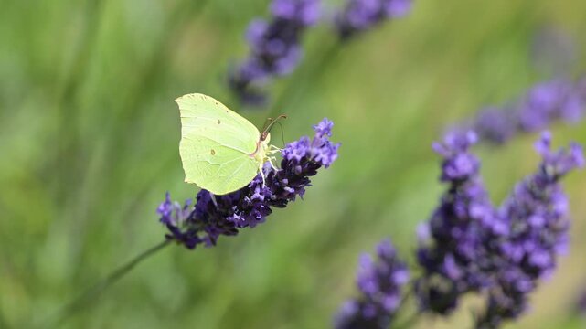 Brimstone Butterfly feeding the nectar of Lavender and flying away in summer in a domestic garden and flying away. Gonepteryx rhamni, Lavandula sp, Indre-et-Loire 37, r&eacute;gion Centre, France, Europe