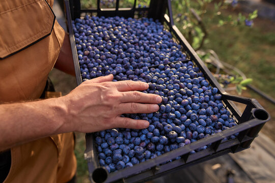Farmer picking fresh blueberries on a farm.