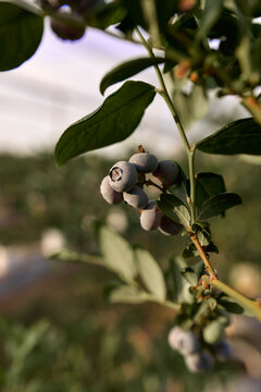 Fresh blueberries ready for seasonal picking on a farm.