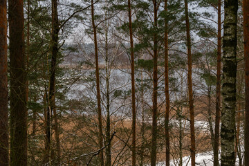 Fototapeta premium View of a frozen lake through a thick forest of pine and birch trees