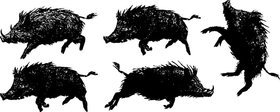silhouettes of wild boars in various running and jumping poses isolated on white